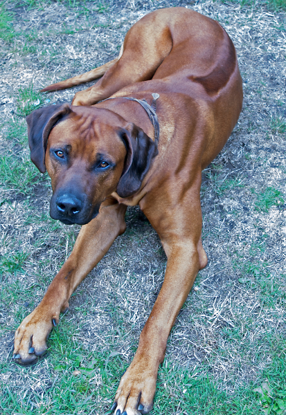 Luca