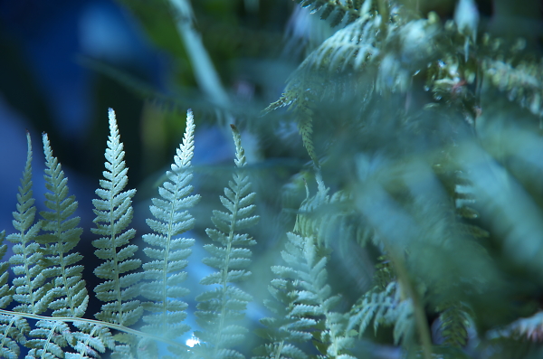 microcosmos