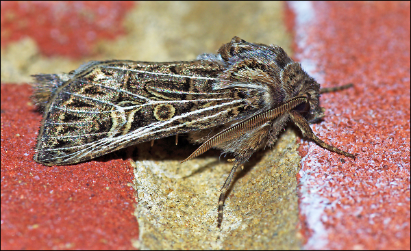 Moth Unknown.