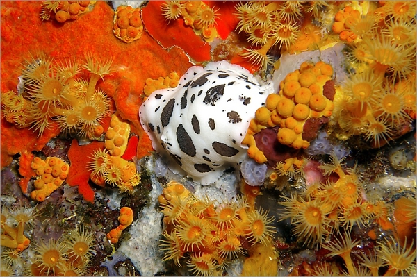 Nudi