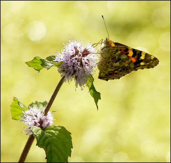 Painted Lady.....