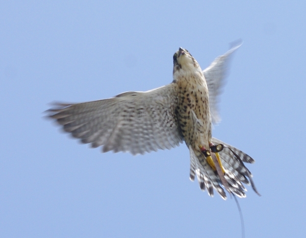 Peregrine in flight