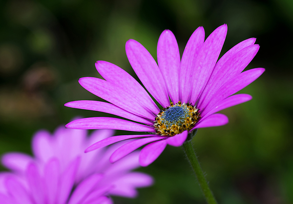 Purple Osteospermum flower (African Daisy)