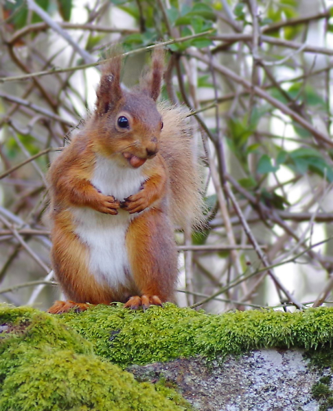 Red Squirrel