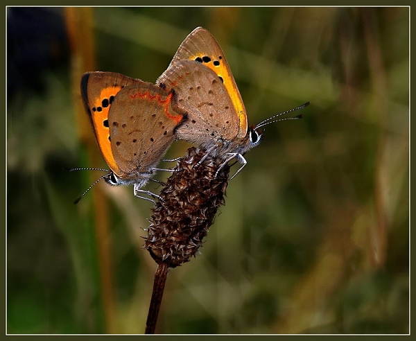 Small Coppers