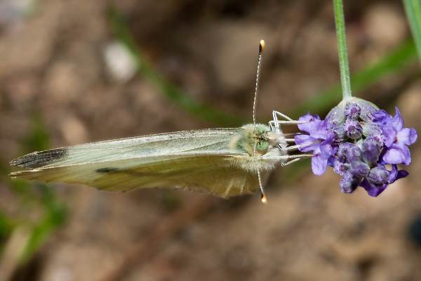 Small White Butterfly