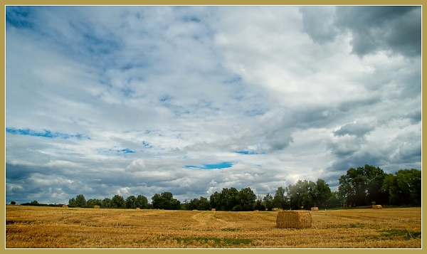 Summer field and sky