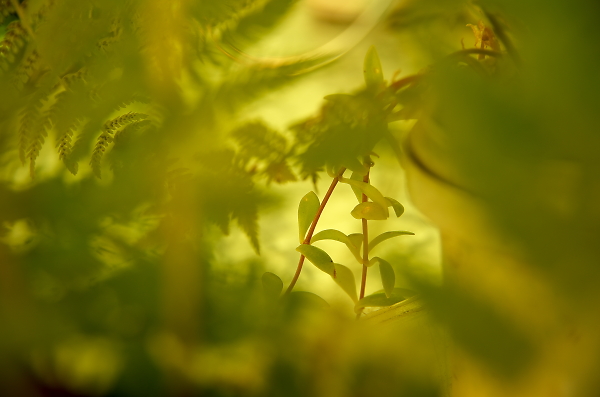 sunlight