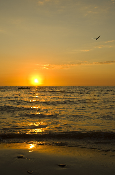 Sunset, kayakers and a gull