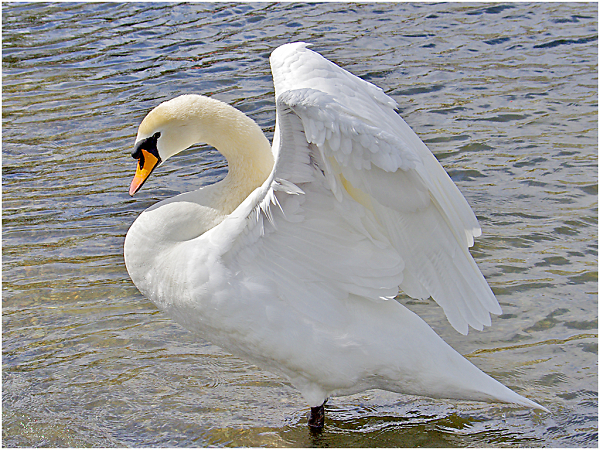 Swan