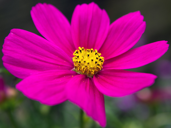 Tamron 28-75 Test Shot