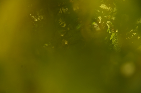 the green