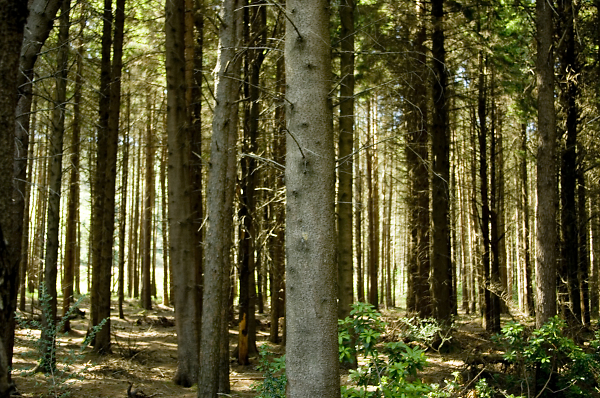 tree