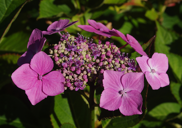 Unusual Hydrangea