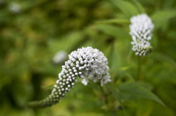 white flower