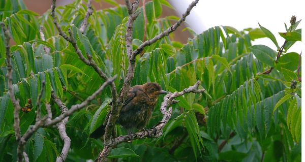 young blackbird?