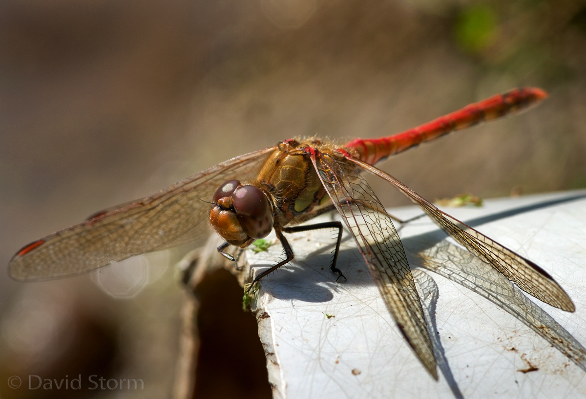 Common Darter on a Plastic Pipe