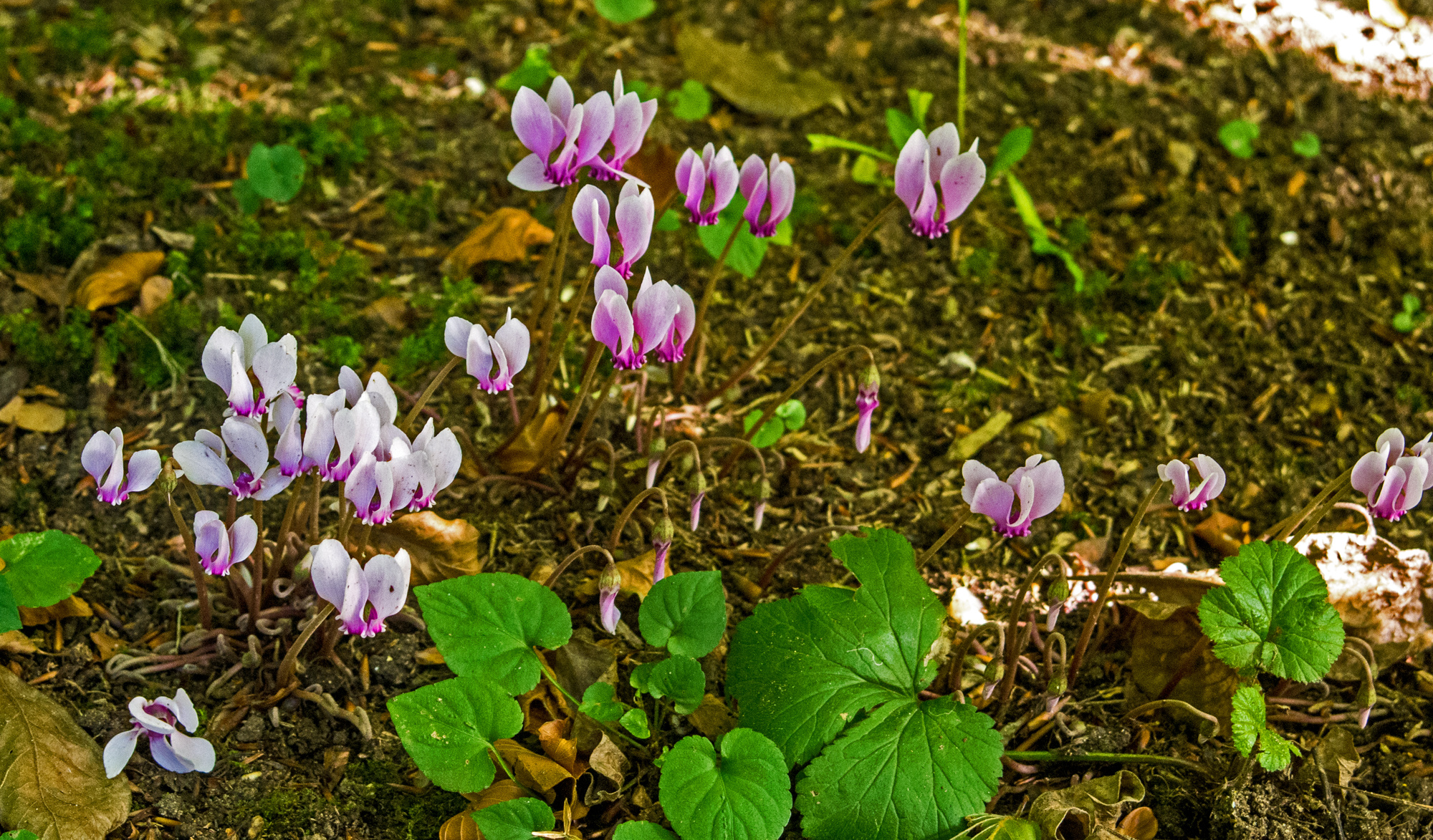 Cyclamen in the shade