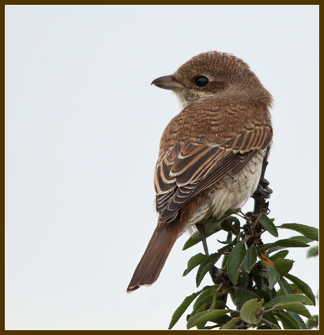 Juvenile Red Backed Shrike