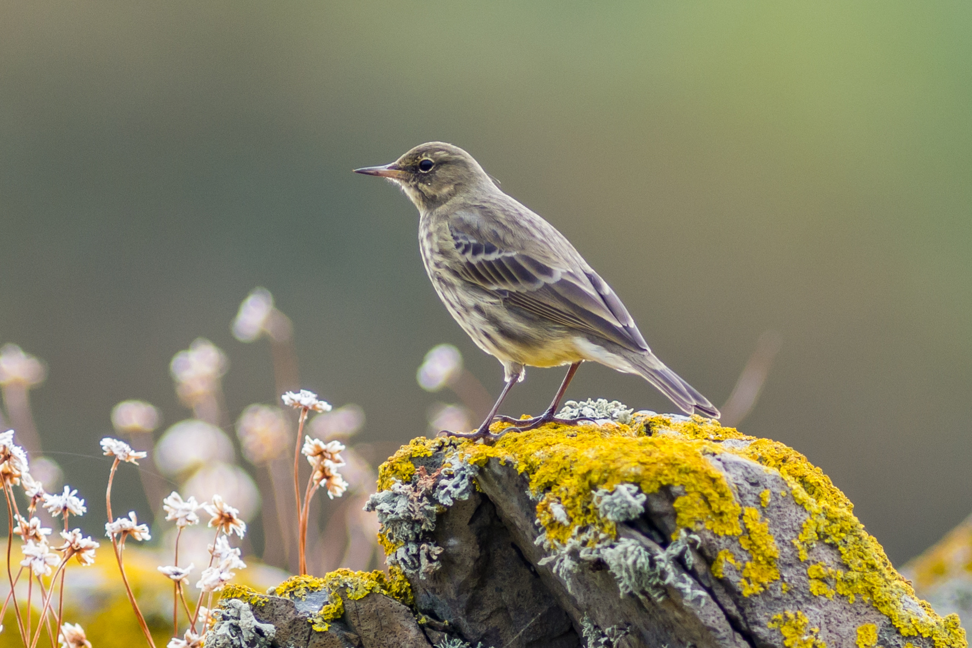 Rock Pipit