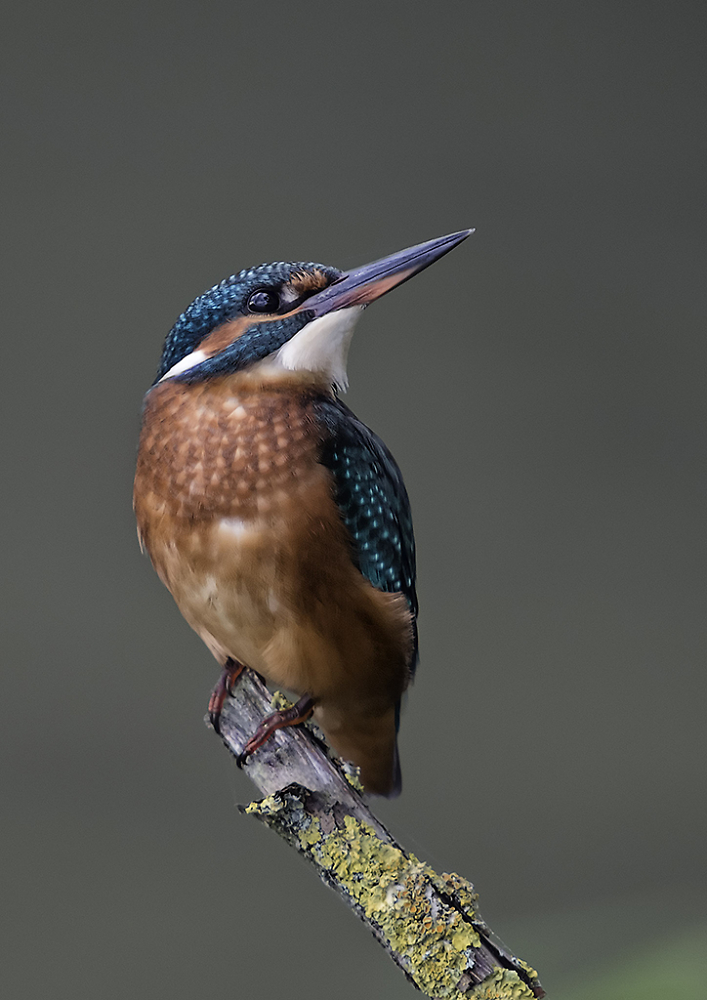 Alcedo atthis