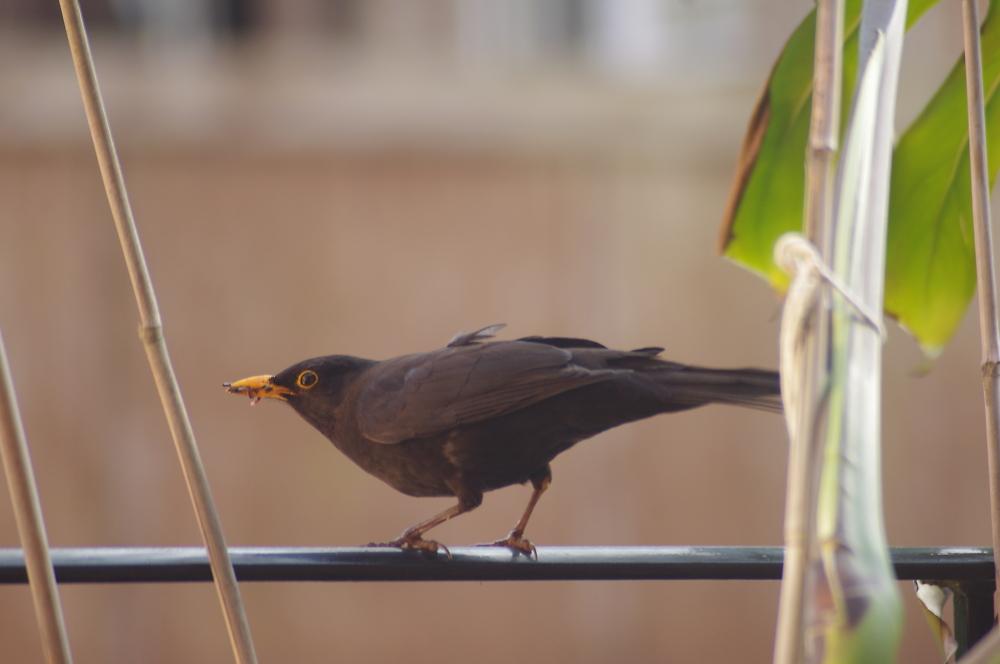 Blackbird