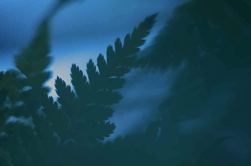 blue fern