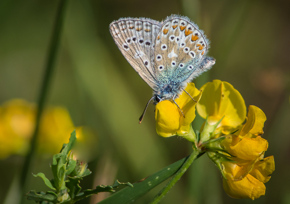 Common Blue male