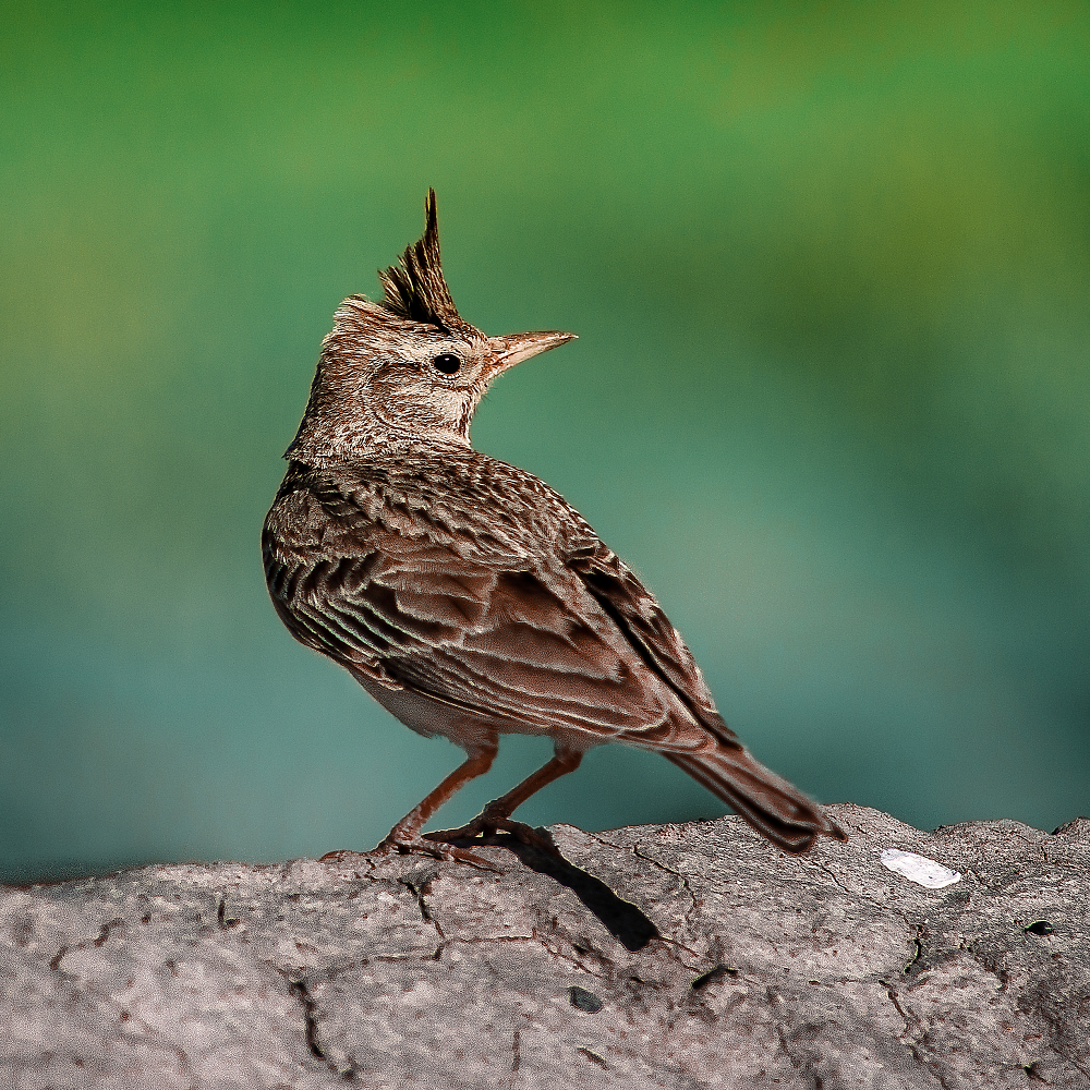 Crested lark(4)