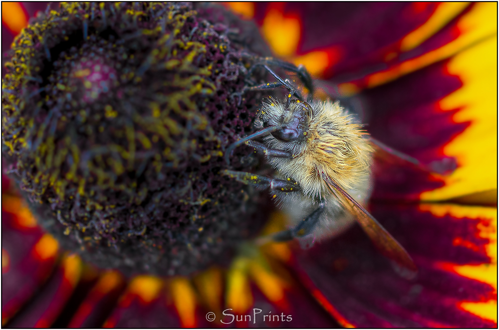 Dave the Bee