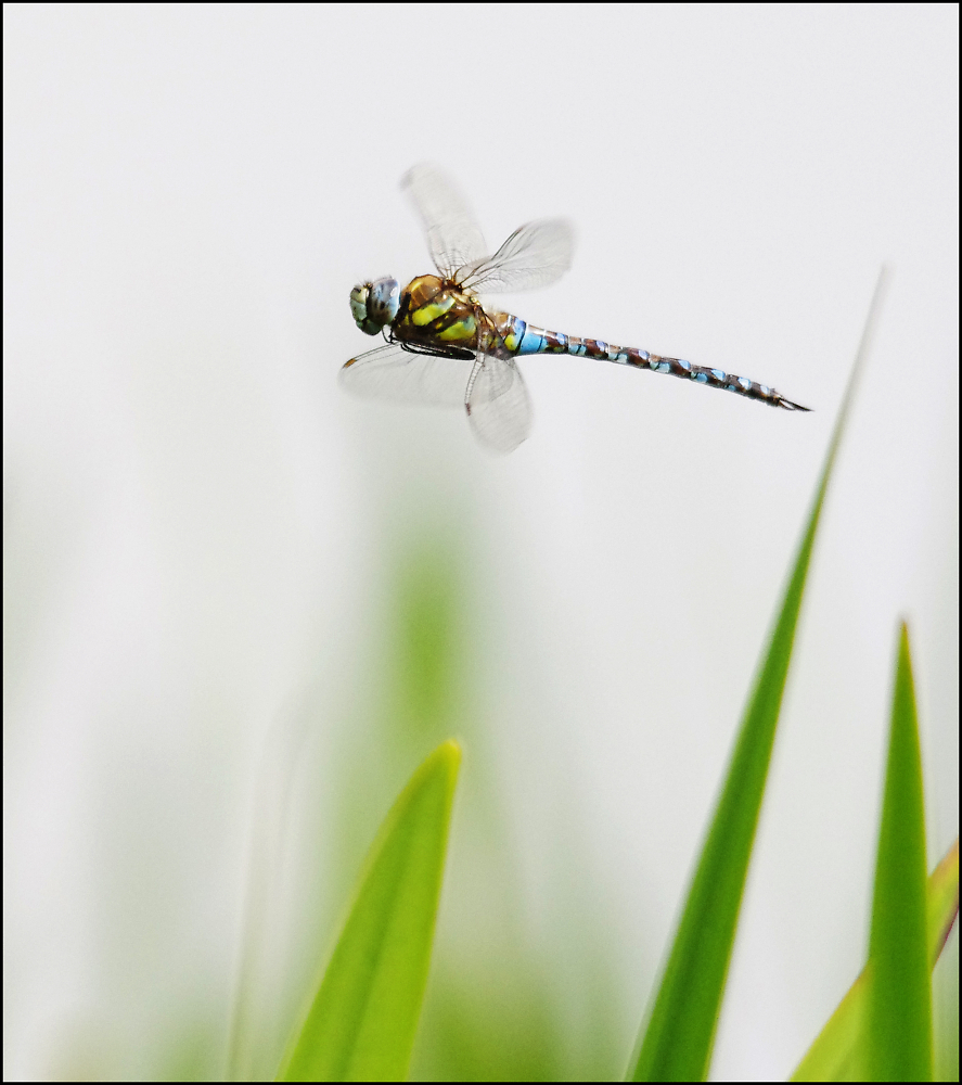 Dragonfly with CIF