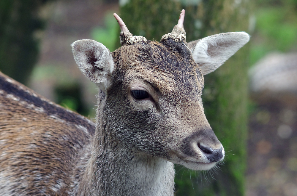 Fallow Deer