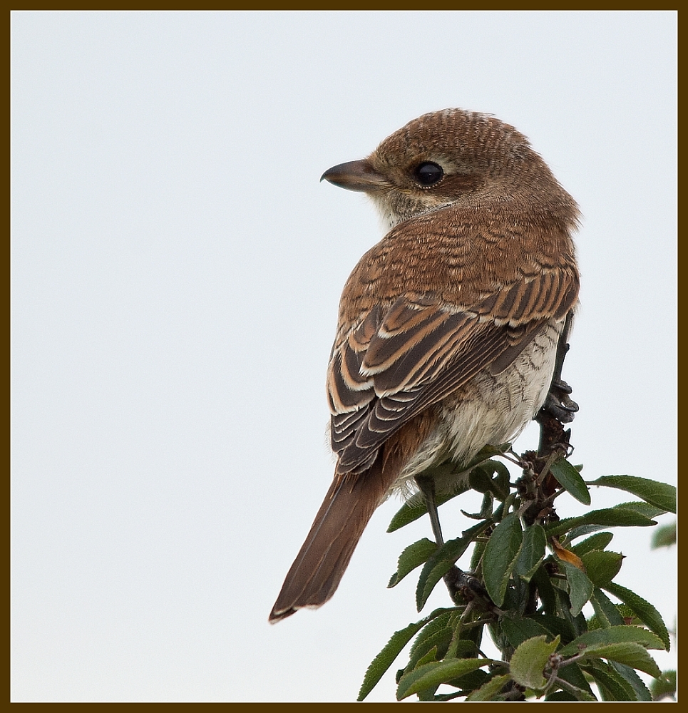 Juvenile Red Backed Shrike