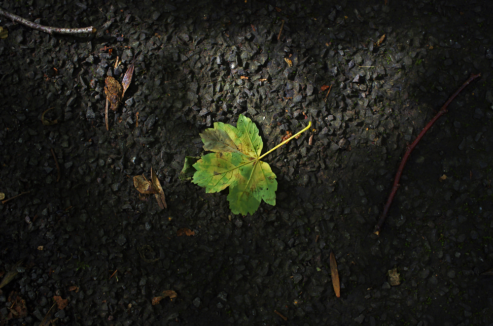 Leaf.