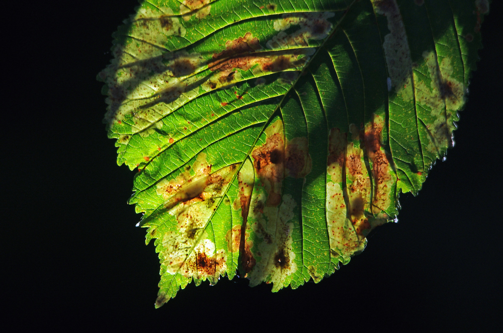 Leaf-changing experience