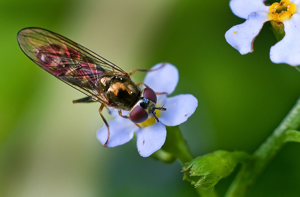 Little Hoverfly on Water Forget-me-not