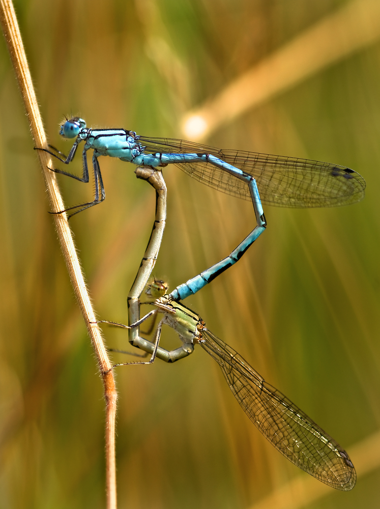 Mating