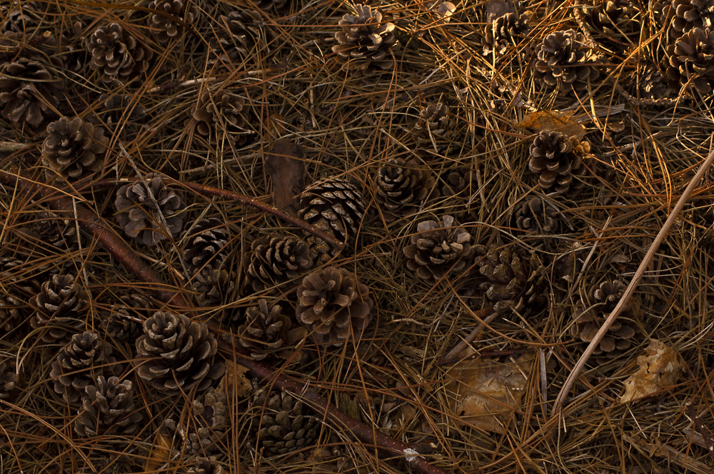 Pine Cones and Needles