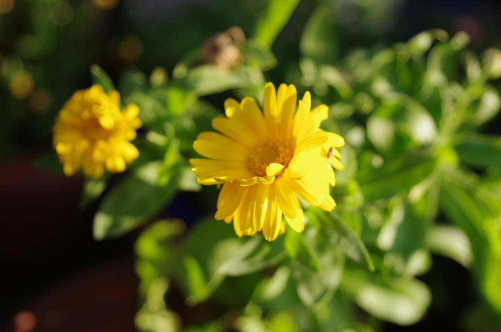 pot marigolds