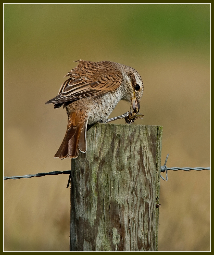Red Backed Shrike with prey on Post