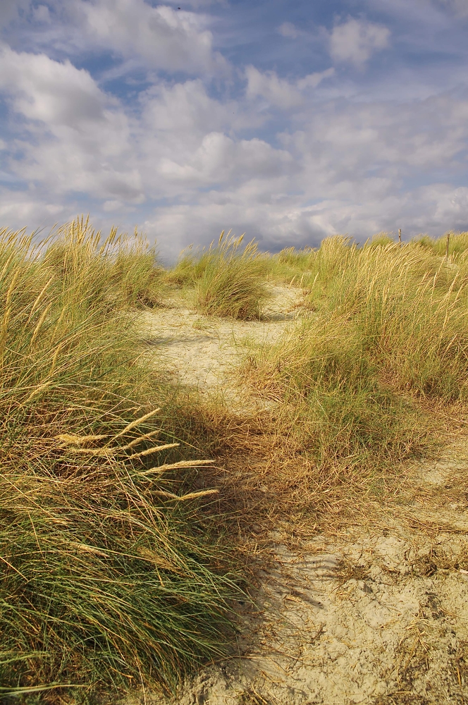 West Wittering Dunes 1