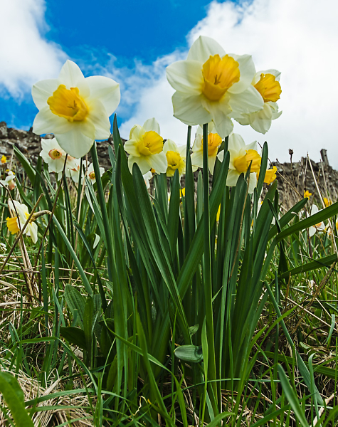 A Bunch O' Daffs.....