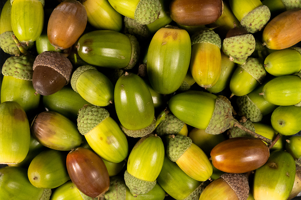 Acorns