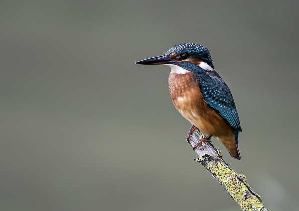 Alcedo atthis 2
