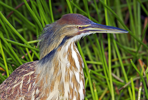 American Bittern Portrait