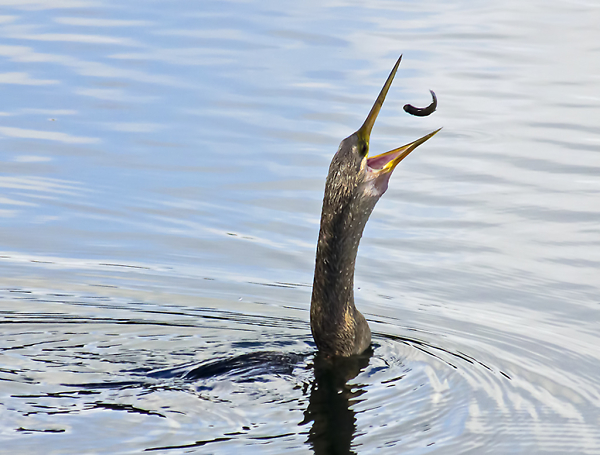 Anhinga Food Play