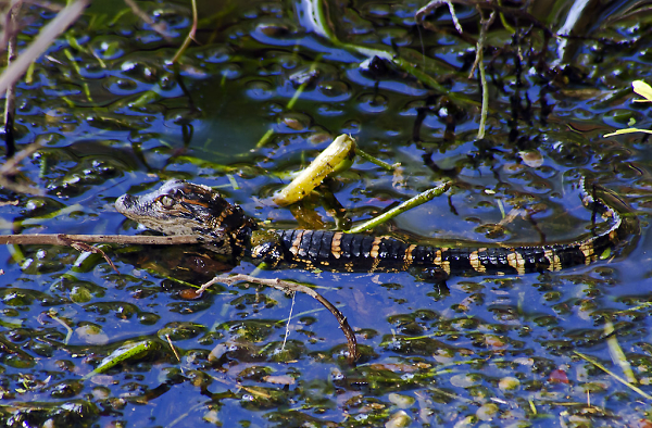 Baby Gator