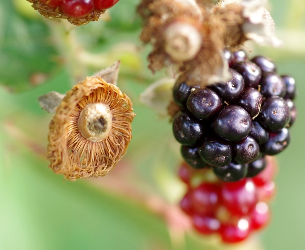 Blackberries
