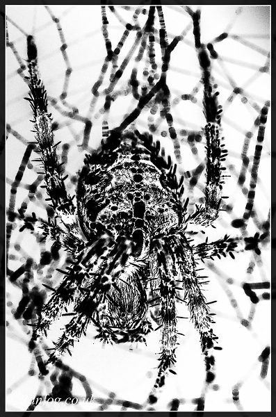 Boris II B+W