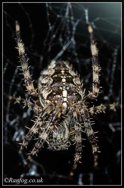 Boris II